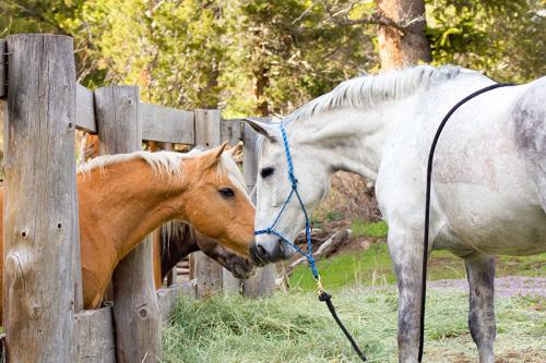 horse-friends