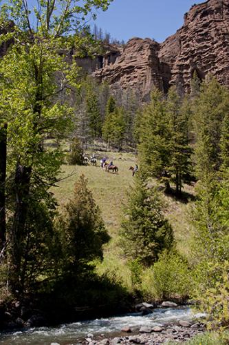 horses-vertical